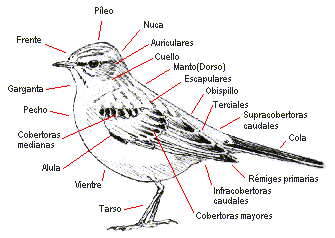 Topografía de un ave