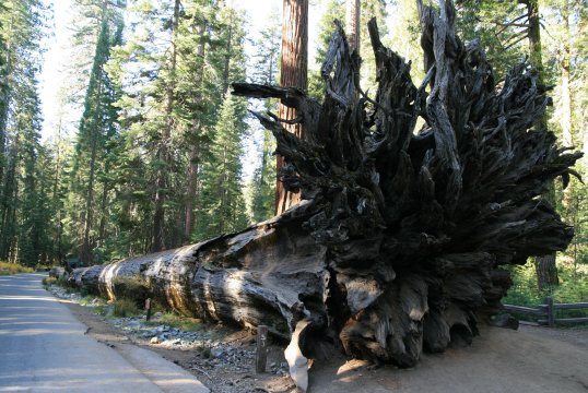 P. Nac. de Yosemite