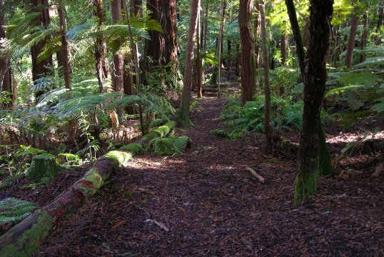 Bosque de Redwood